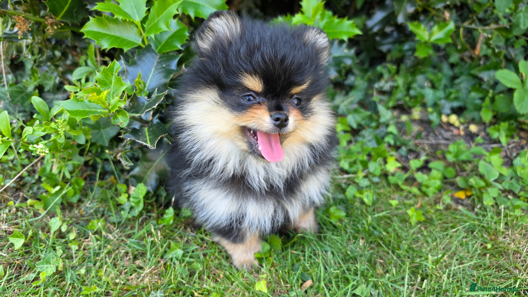 Pomeranian dogs for sale: Pomeranian puppies home raised  - Advert 20