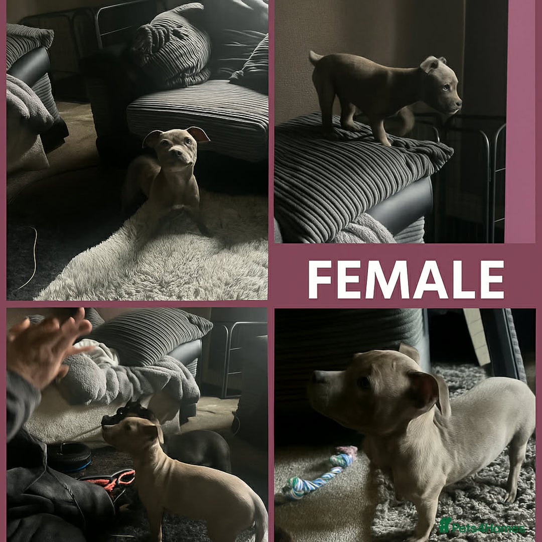 Staffordshire Bull Terrier dogs for sale: Final Two champion line Stafford pups - Advert 3