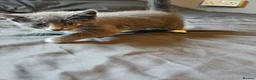 Mixed Breed cats for sale: Mixed breed kittens for sale  - Advert 2