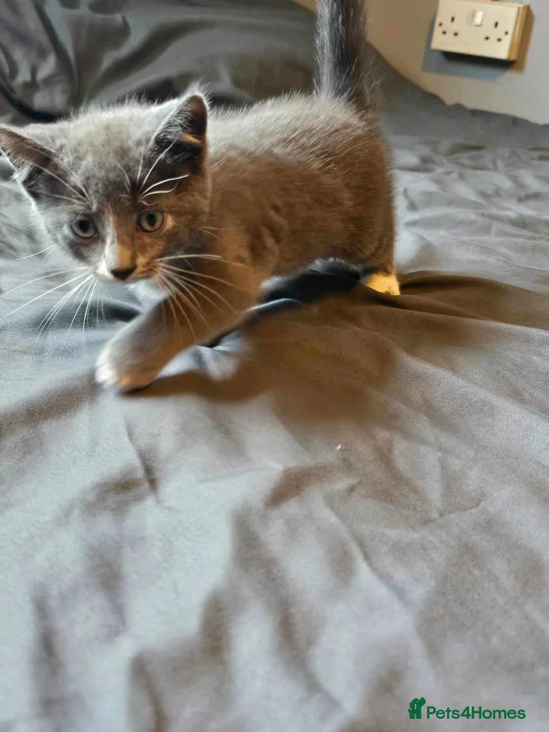 Mixed Breed cats for sale: Mixed breed kittens for sale  - Advert 2