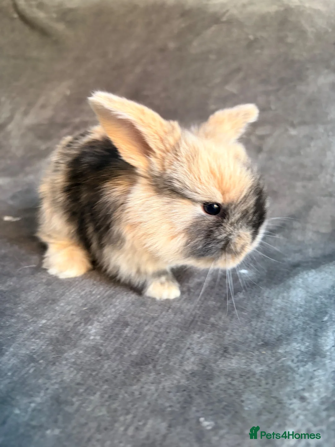 Mini Lop rabbits for sale: Male mini lop bunnies - Advert 5