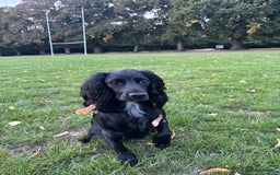 Cocker Spaniel dogs for sale: Working cocker spaniels for sale  - Image 17