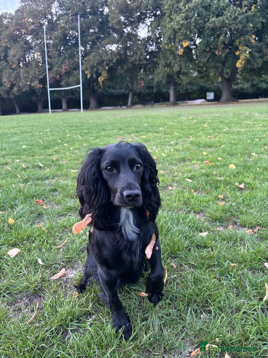 Cocker Spaniel dogs for sale: Working cocker spaniels for sale  - Image 17