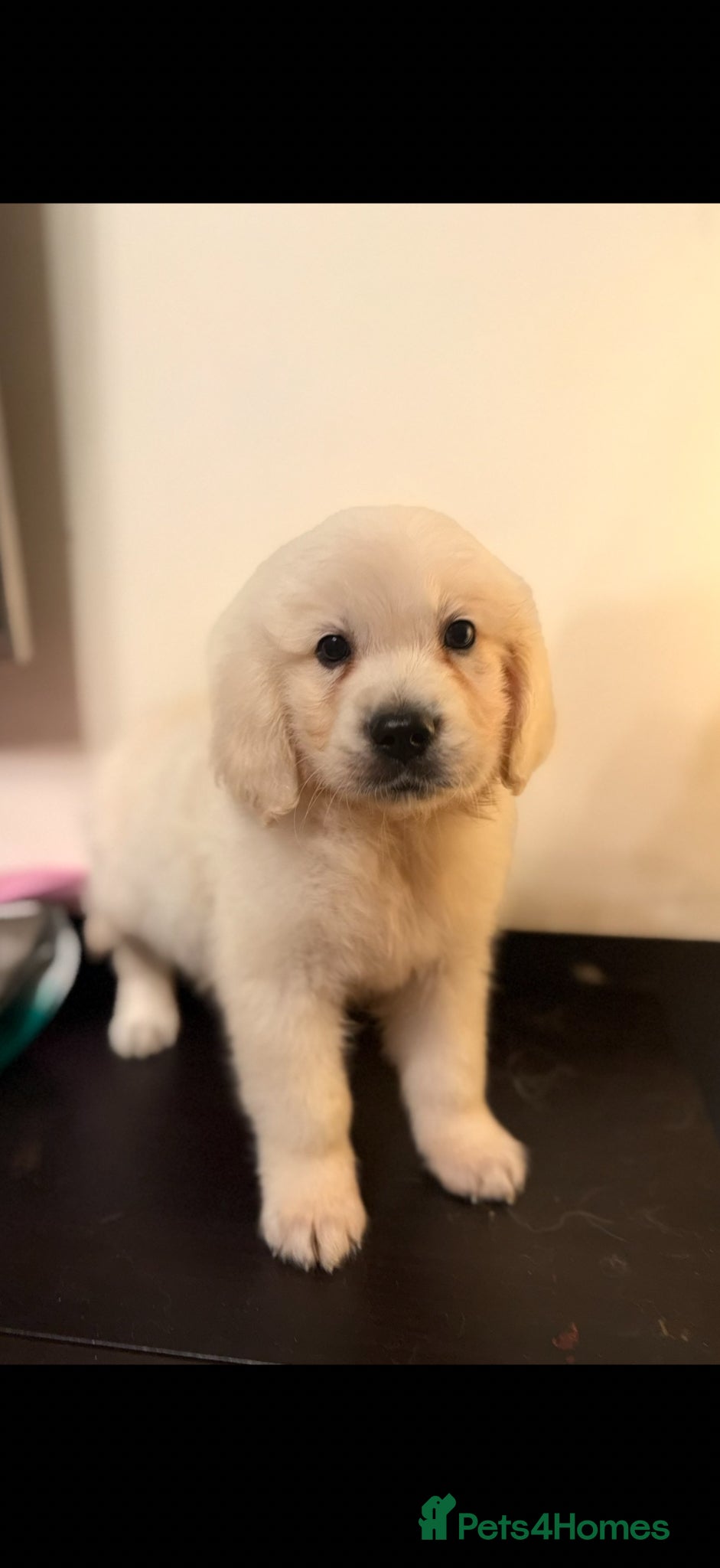 Golden Retriever dogs KC registered cream/ white fully health tested  - Advert 6