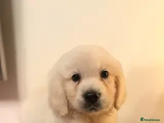 Golden Retriever dogs KC registered cream/ white fully health tested - Advert 6