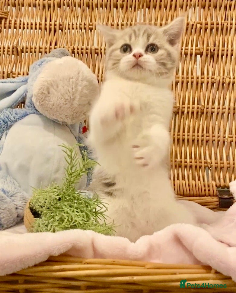 Scottish Fold cats TICA REG CHAMPION LINE FAWN BICOLOUR  GIRL 🧸 - Advert 2