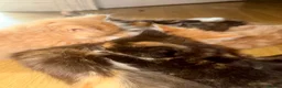 Mixed Breed cats for sale: Beautiful Kittens  - Advert 8