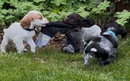 Cocker Spaniel dogs for sale: KC Reg Working Cocker spaniel puppies roan - Image 1
