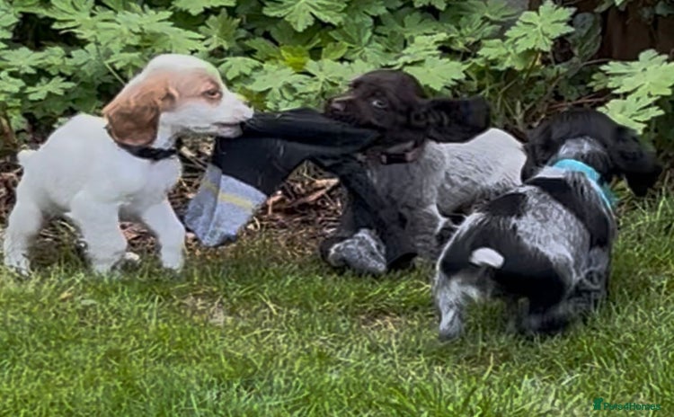 Cocker Spaniel dogs - Advert 9
