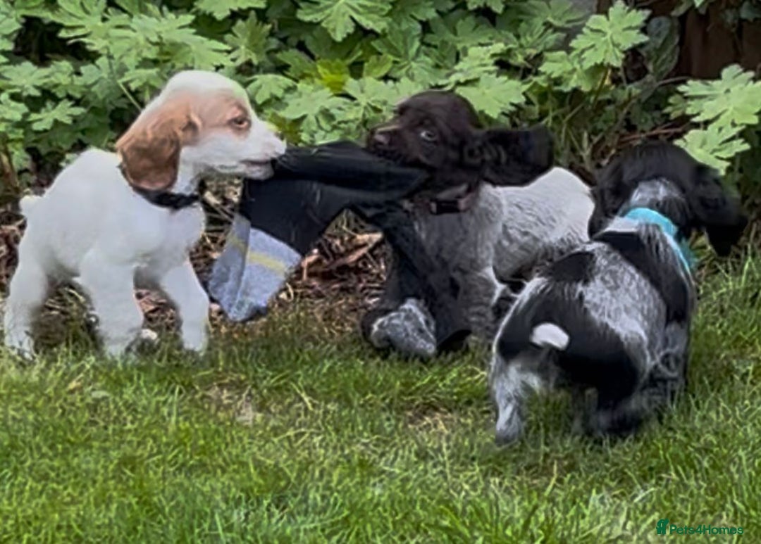 Cocker Spaniel dogs for sale: KC Reg Working Cocker spaniel puppies roan - Image 1