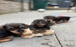 Dachshund dogs for sale: READY NOW ABSOLUTELY GORGEOUS MINI DACHSHUNDS  - Image 9