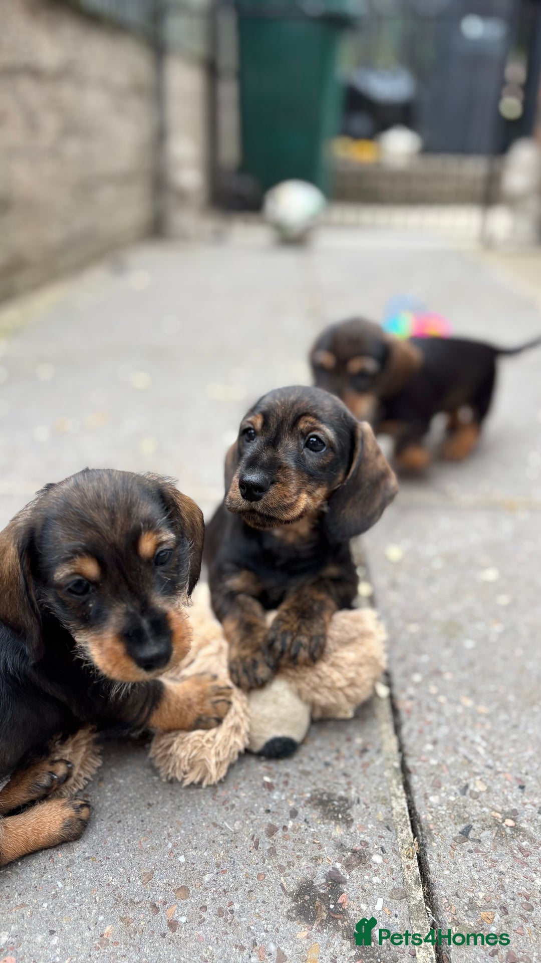 Dachshund dogs for sale: READY NOW ABSOLUTELY GORGEOUS MINI DACHSHUNDS  - Image 9
