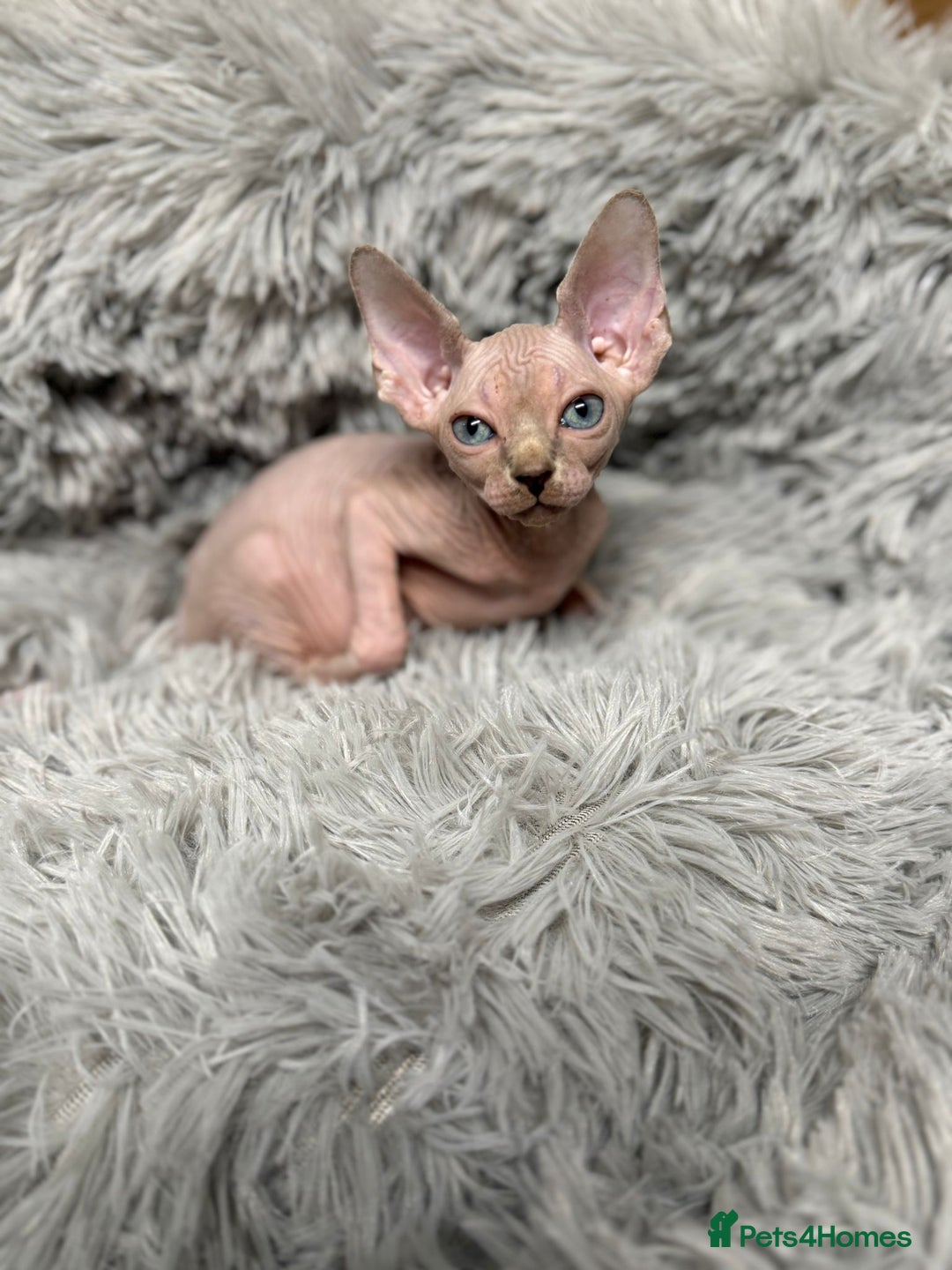 Sphynx cats for sale: TICA Reg Sphynx Kittens, Extensive Genetic Testing - Advert 5