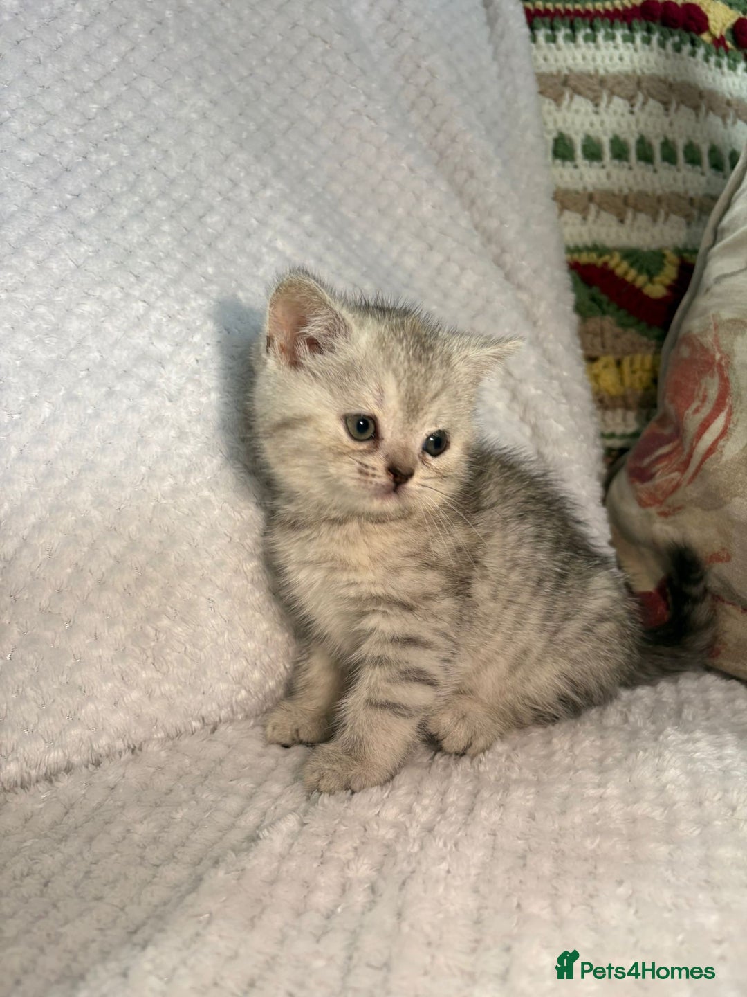 British Shorthair cats for sale: Gorgeous British shorthair kittens  - Advert 18