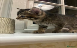 Mixed Breed cats for sale: 4 Persian chinchilla mix breed kittens  - Image 8