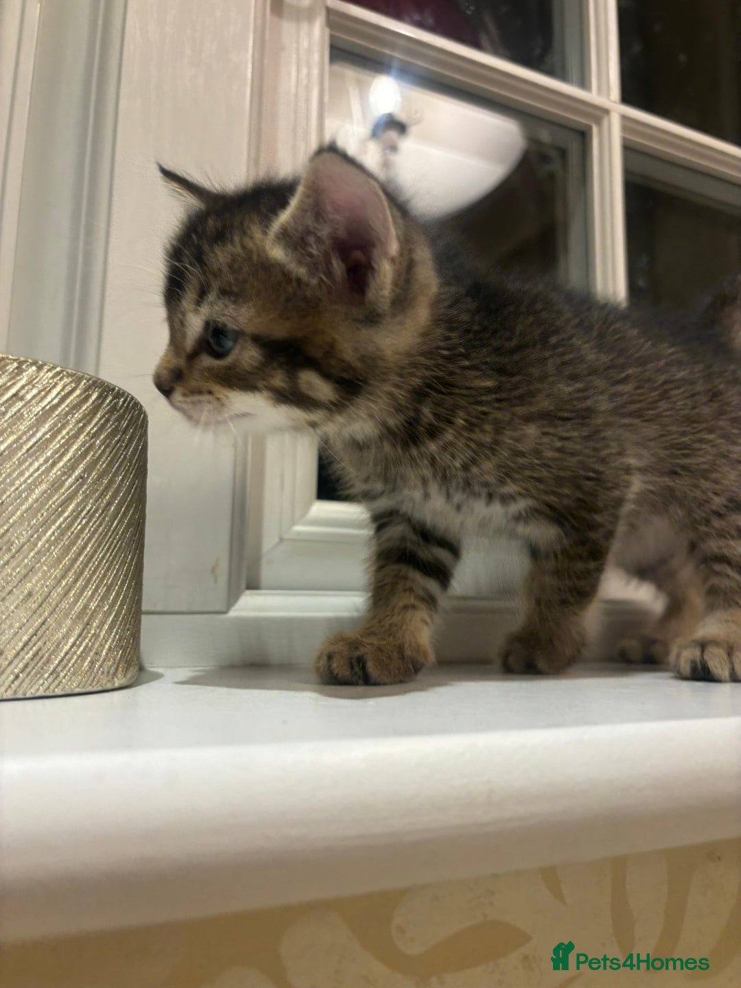 Mixed Breed cats for sale: 4 Persian chinchilla mix breed kittens  - Image 8