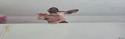 Sphynx cats for sale: Blue eyes Sphynx kitten TICA & GCCF show cats  - Advert 23