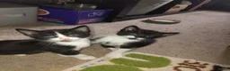Mixed Breed cats for sale: Adorable black & white boy kittens - ready in 2wks - Advert 5