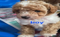 Maltipoo dogs for sale:  multipoo baby's for sale  - Image 12