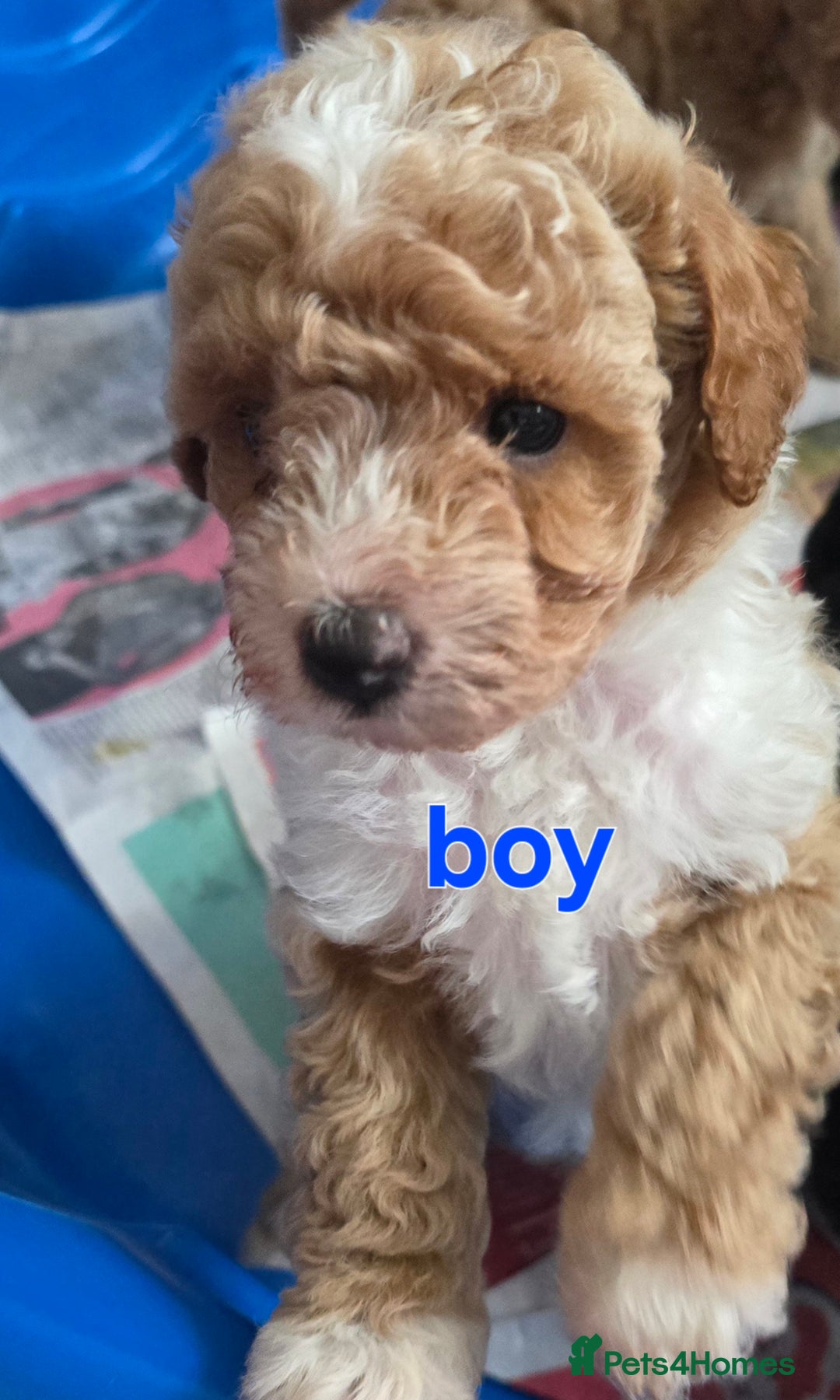 Maltipoo dogs for sale:  multipoo baby's for sale  - Image 12