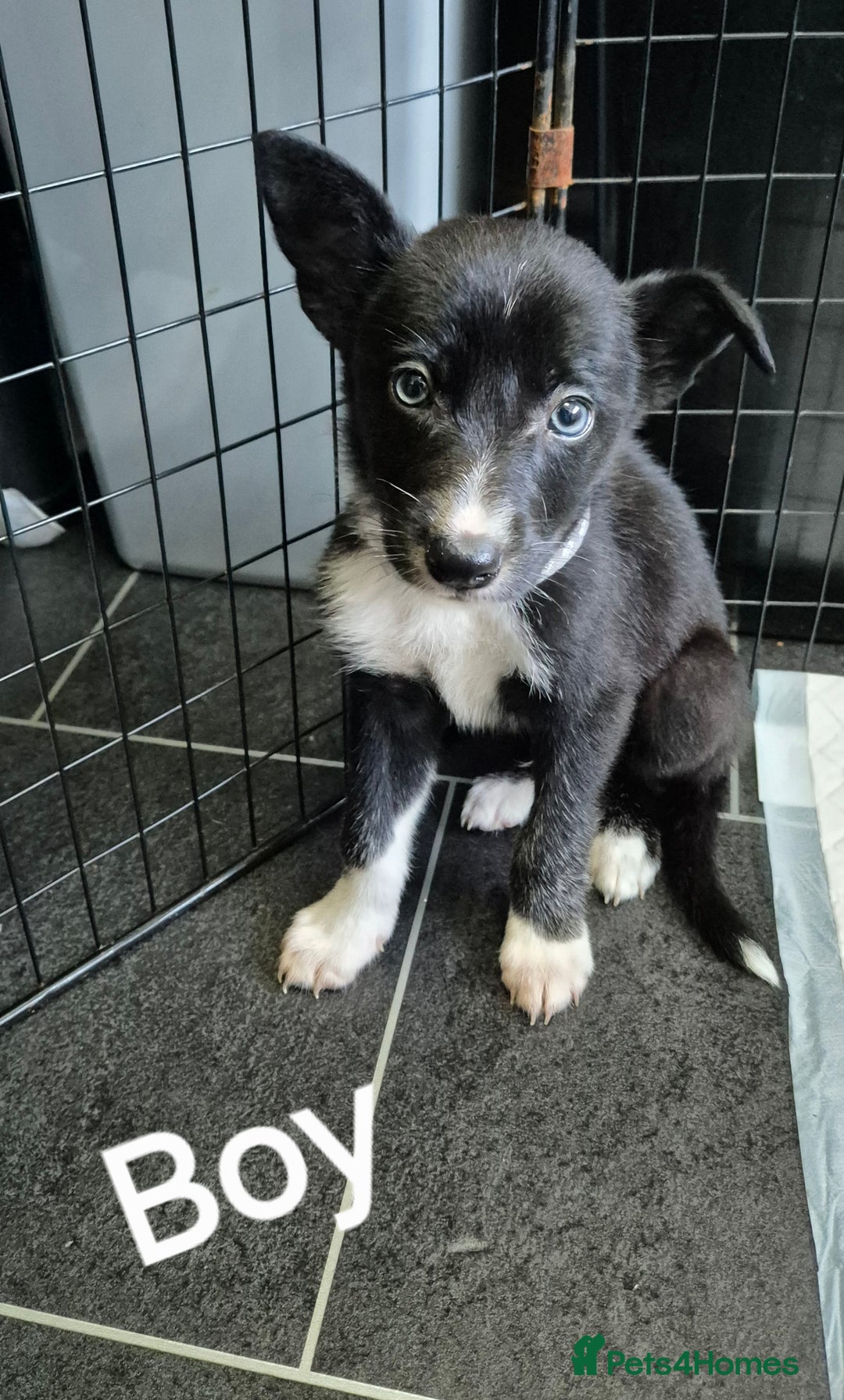 Mixed Breed dogs for sale: Collie X pups  - Image 3