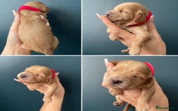 Cockapoo dogs for sale: Third Gen Cockapoos  - Image 5