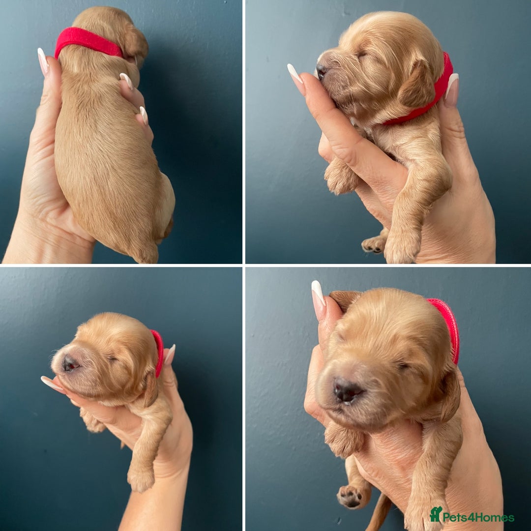 Cockapoo dogs for sale: Third Gen Cockapoos  - Image 5