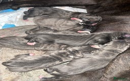 Mixed Breed dogs for sale: Canecorsa/greatdane - Image 6