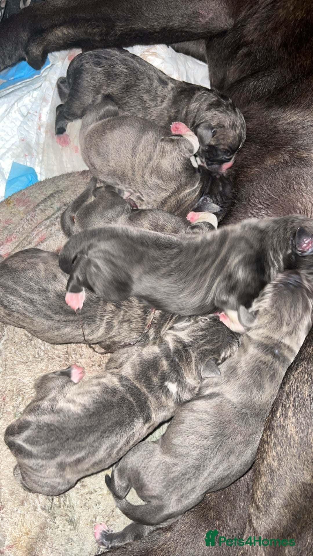 Mixed Breed dogs for sale: Canecorsa/greatdane - Image 6