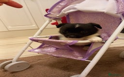 Mixed Breed dogs for sale: Jack Russell Pups in Braintree - Image 3
