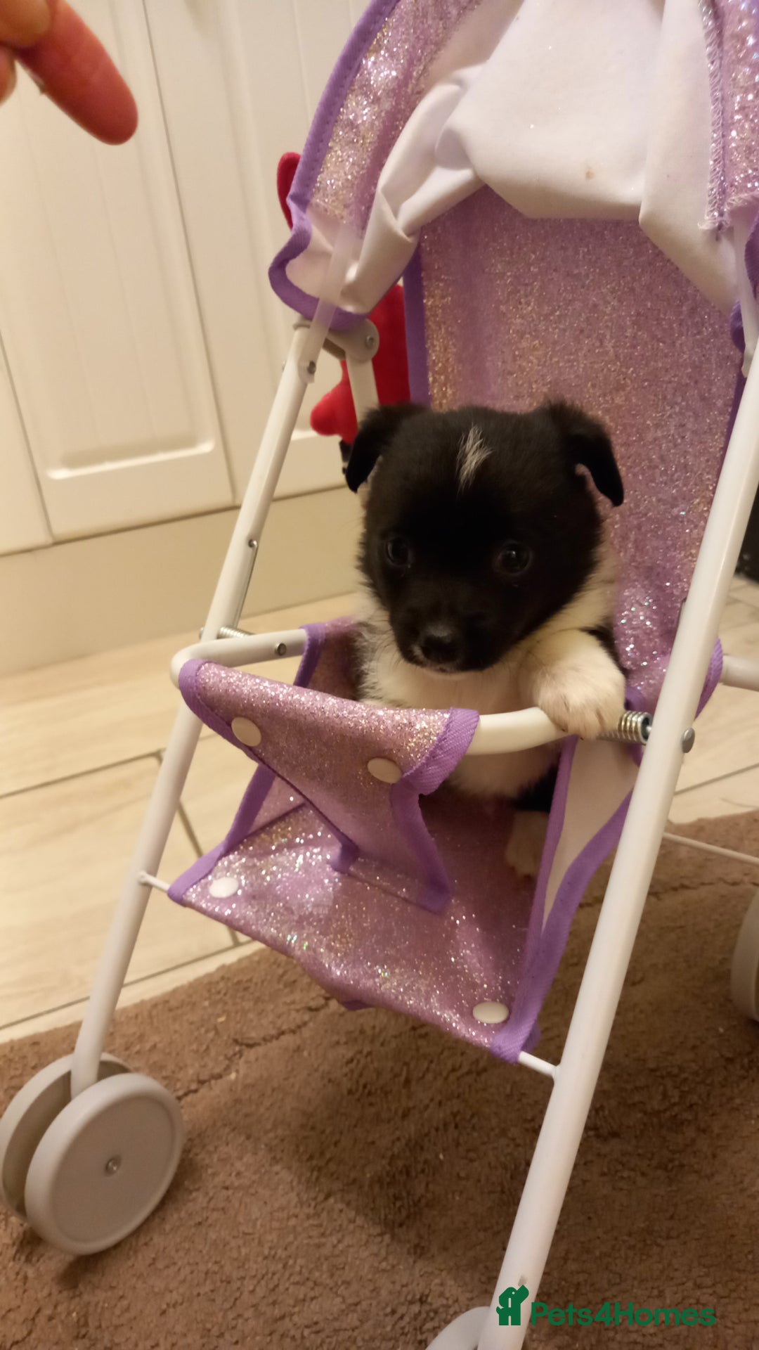 Mixed Breed dogs for sale: Jack Russell Pups in Braintree - Image 3