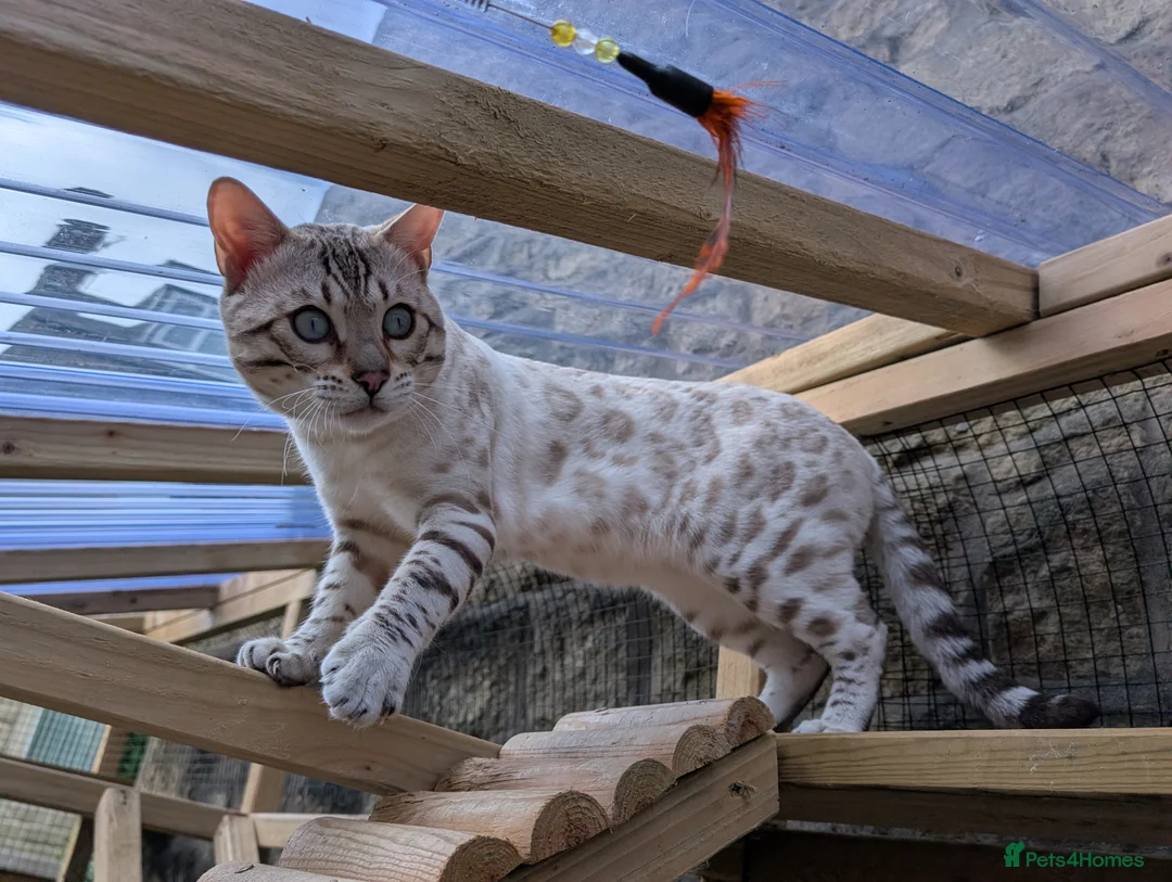 Bengal cats for sale: 🤍🩶 Stunning Snow Bengal Kittens 🩶🤍 - Advert 31