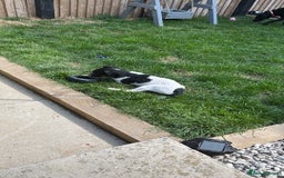 Jack Russell dogs for sale: FEMALE JACK RUSSELL - Image 1