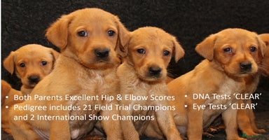 Labrador Retriever dogs - Advert 1