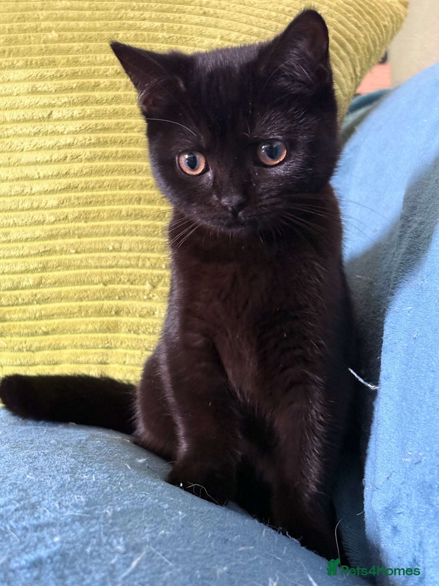 British Shorthair cats British shorthair kittens  - Advert 6