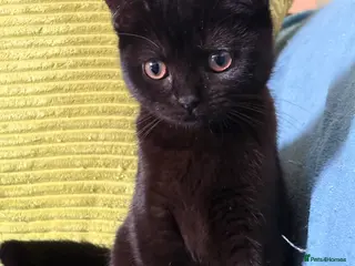 British Shorthair cats British shorthair kittens - Advert 6