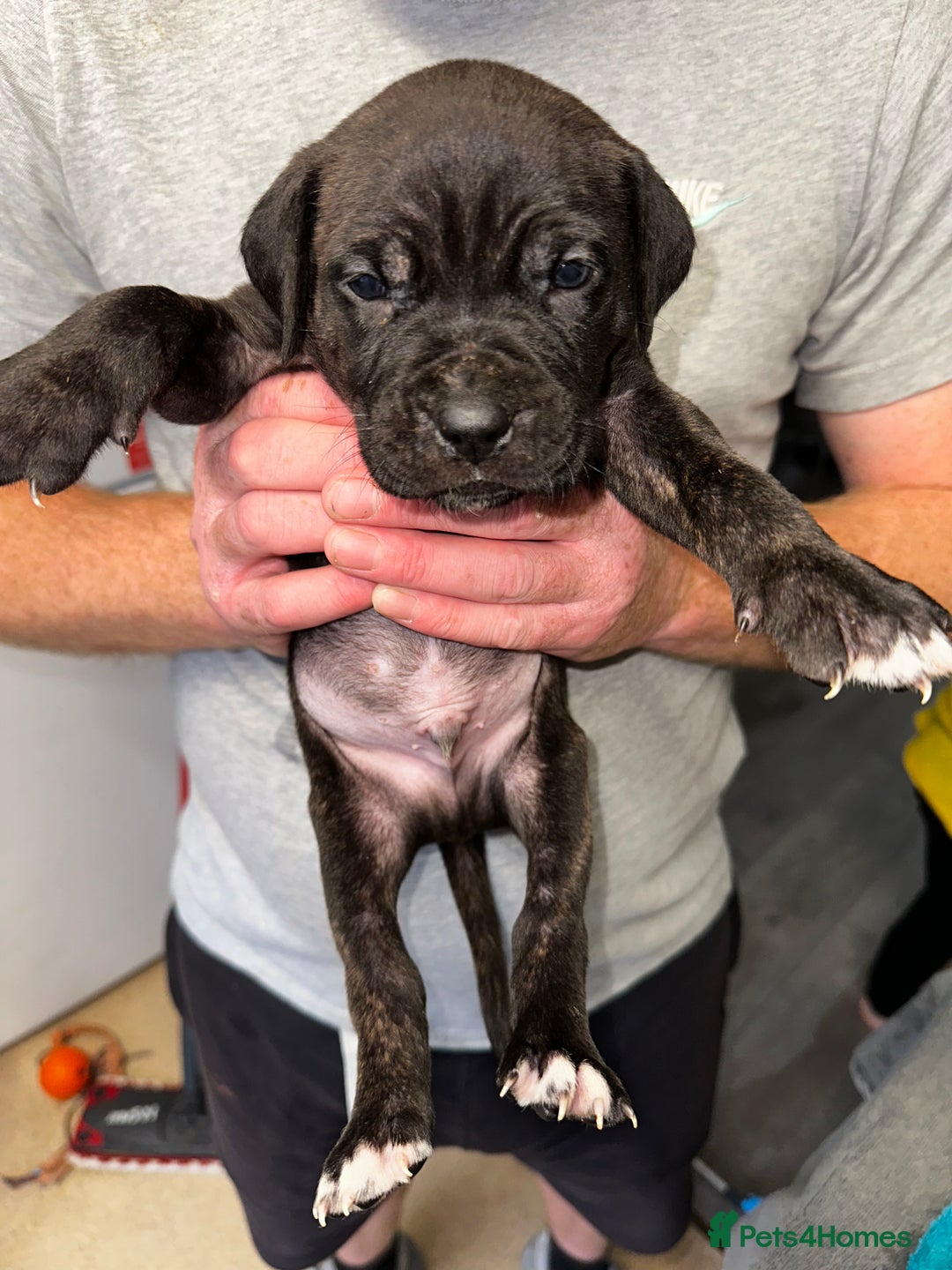 Mixed Breed dogs for sale: Cane corso X staff - Image 6