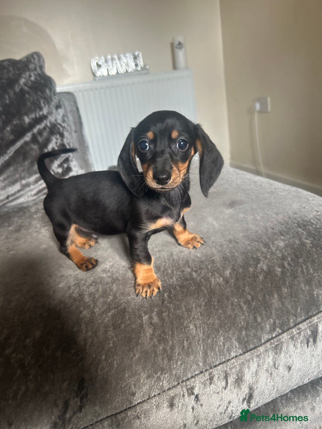 Miniature Dachshund dogs for sale: Miniature daschund puppies  - Image 9