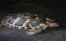 Hermann Tortoise reptiles for sale: For sale - Image 1