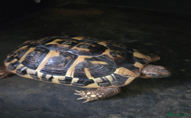 Hermann Tortoise reptiles - Advert 1