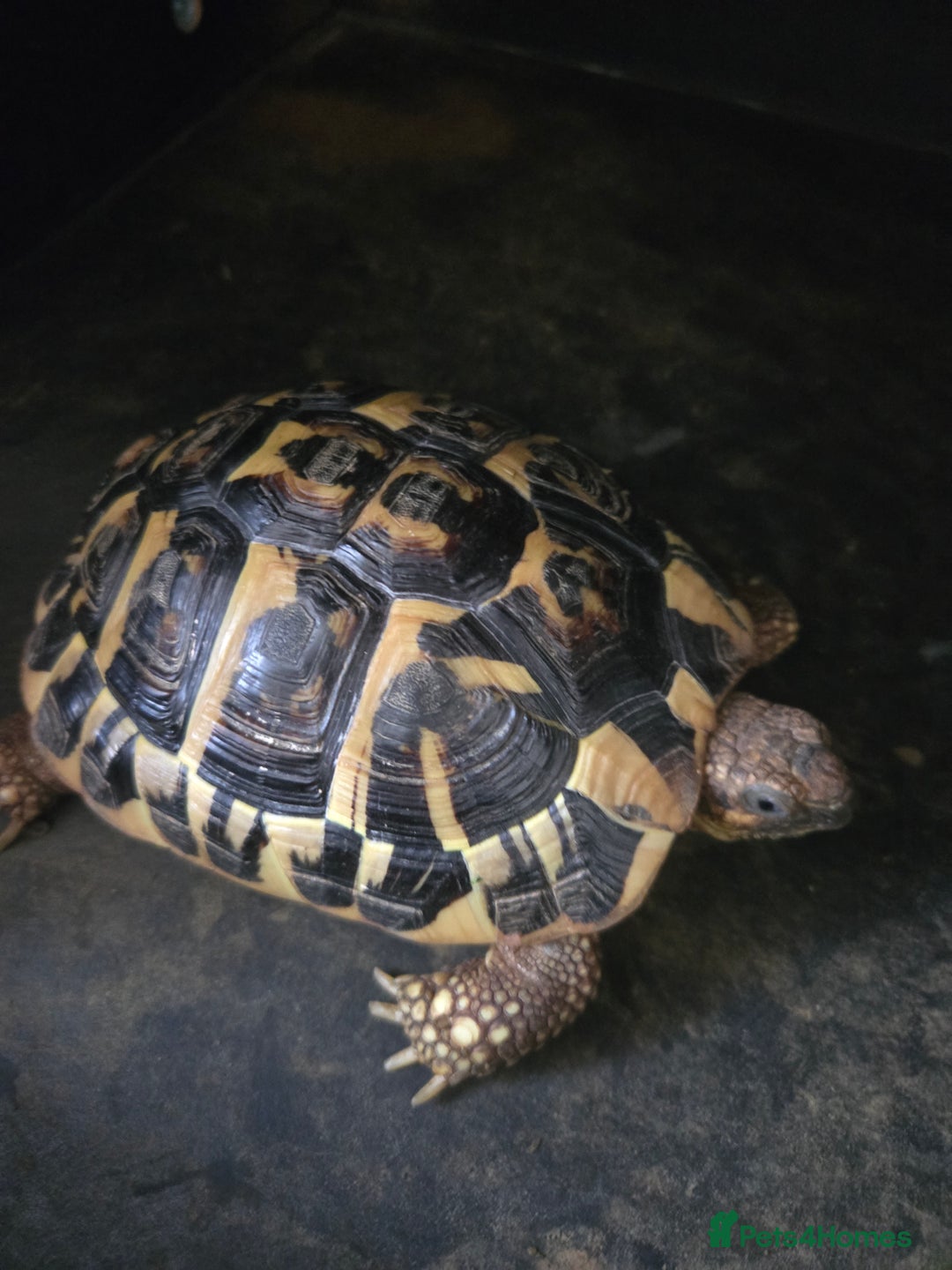 Hermann Tortoise reptiles for sale: For sale - Image 1
