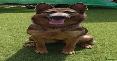 German Shepherd dogs - Advert 11