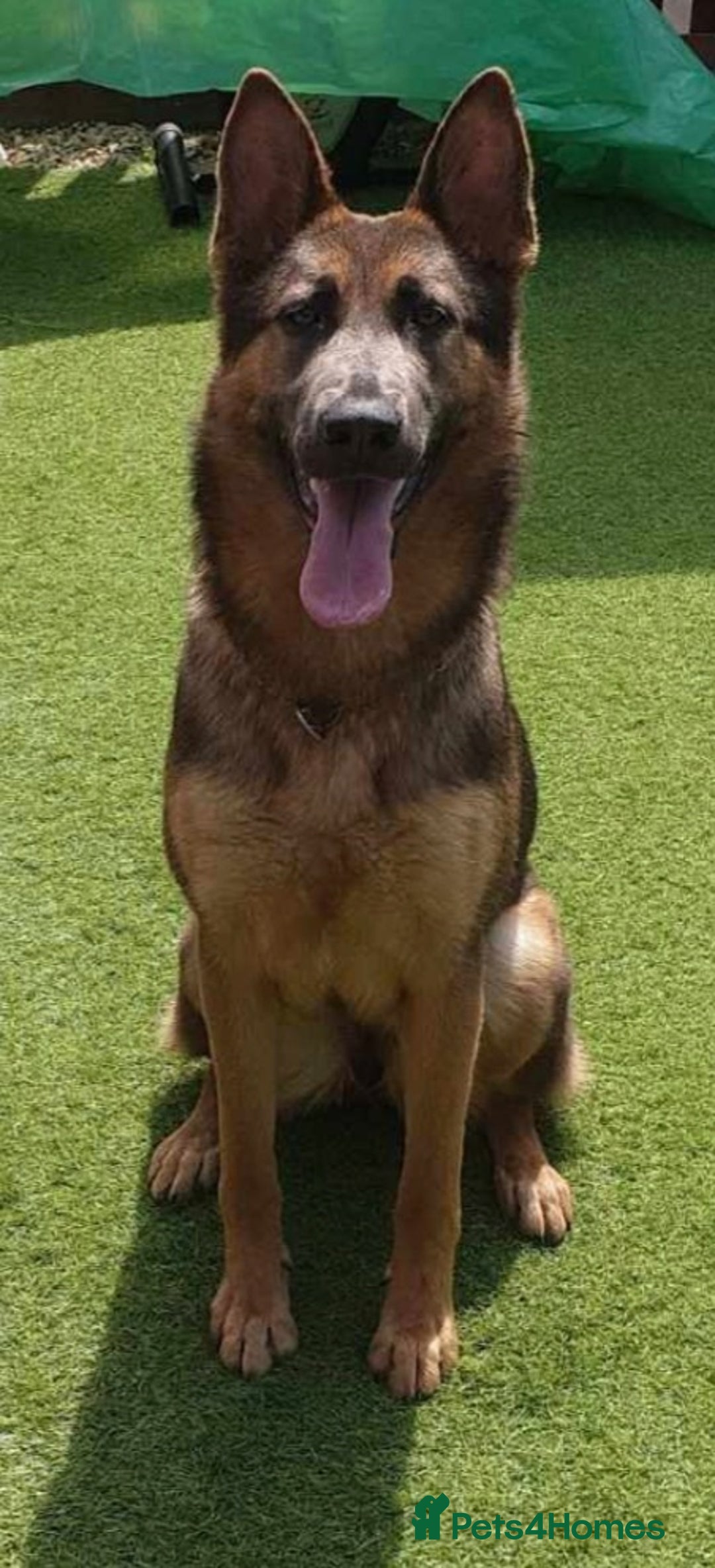 German Shepherd dogs for sale: Kc registered German shepherd  - Image 2