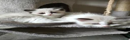 Ragdoll cats for sale: Purebred ragdoll kittens  - Advert 5