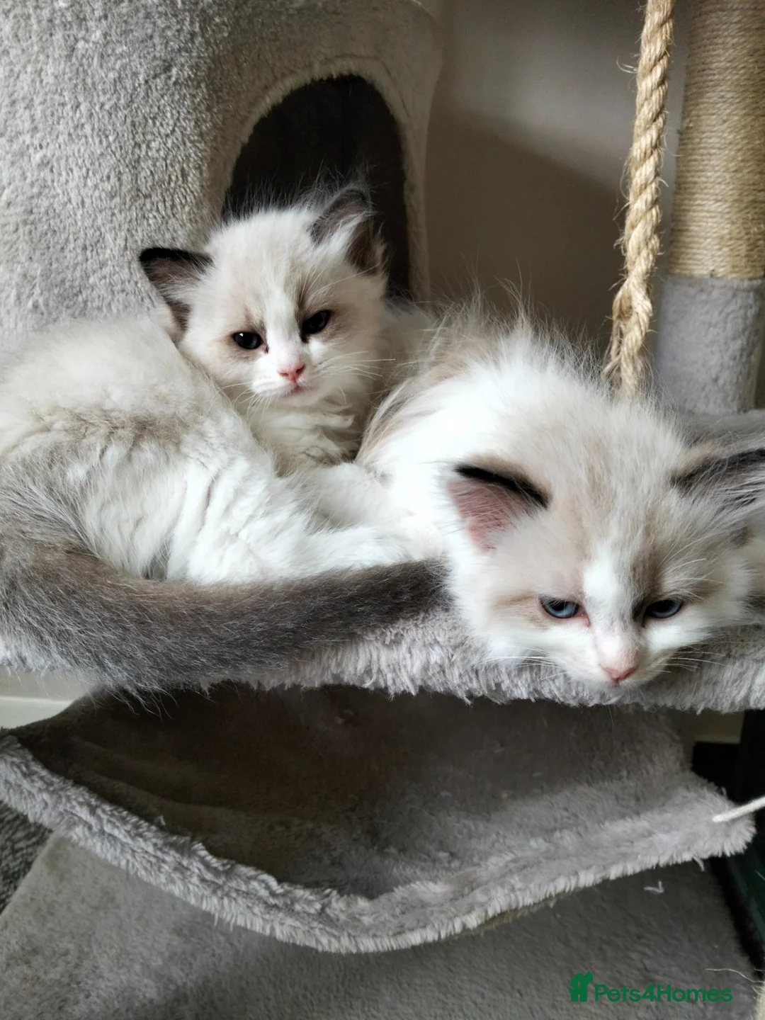 Ragdoll cats for sale: Purebred ragdoll kittens  - Advert 5