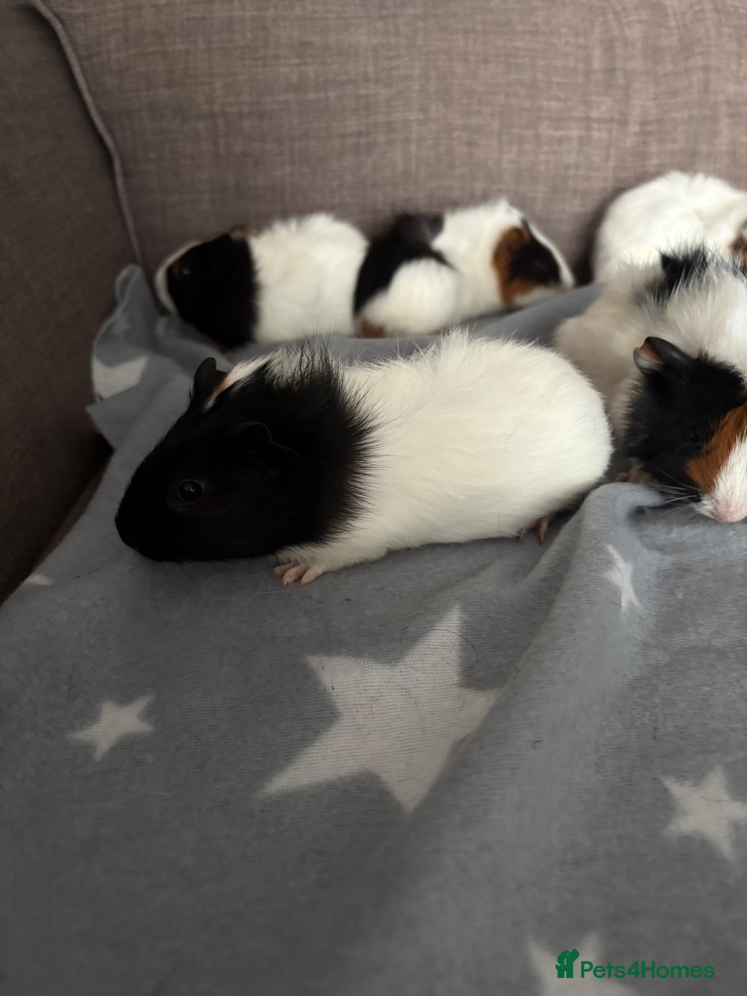 Guinea Pig rodents 4 baby boy guinea pigs - Advert 2