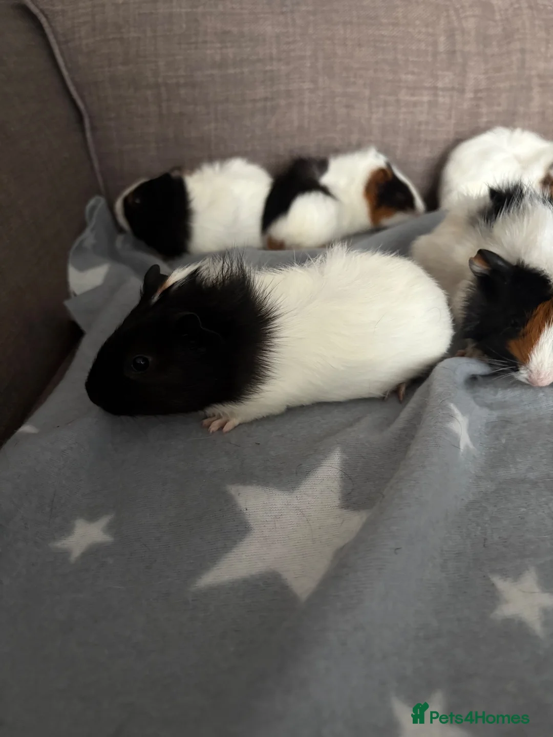 Guinea Pig rodents for sale: 4 baby boy guinea pigs - Advert 2