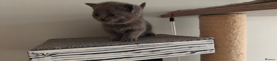British Shorthair Kitten yellow collar girl 