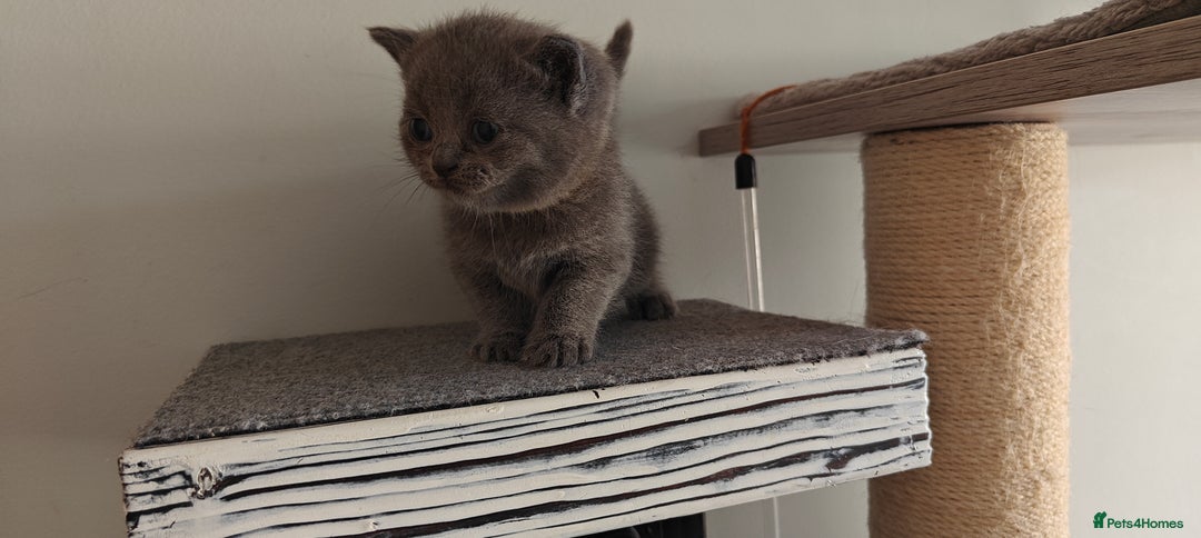 British Shorthair cats for sale: British shorthair blue / lilac kittens  - Image 8