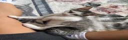American Shorthair cats for sale: Beautiful kitties looking for forever home  in Northolt - Advert 17
